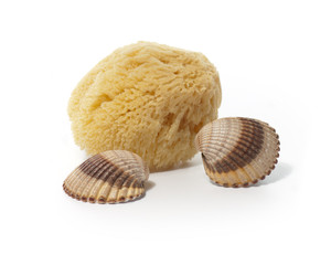 Schwamm aus der Natur zum Baden oder Duschen mit Muscheln