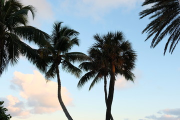 Palm trees in evening light