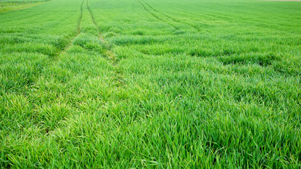 Rural area 