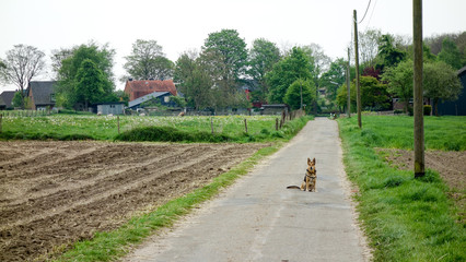 Cute dog