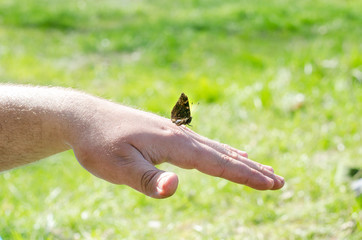 A butterfly sits on the hand of a man or an adult man on a background of green nature
