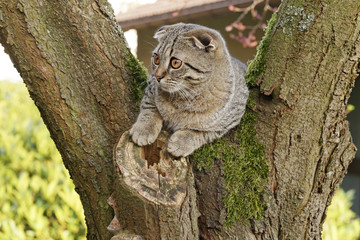 Gray cat sitting on a tree. Gray tabby cat Scottish Fold 