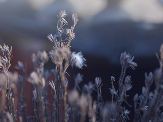 Heather plant on dark background