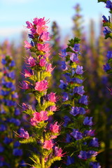 Obraz premium Bright pink bruise ordinary stem with flowers at sunset in a field