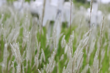 grass