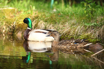 para kaczek krzyżówek płynie
