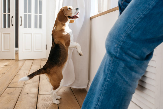 Beagle dog stands on its hind legs and looks out the window. In the foreground sits the owner of a dog. 
