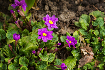 Group of violets on a spring bed close up