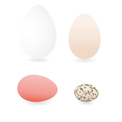 Vector illustration of goose, duck, chicken, quail egg isolated on white background