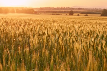 Wheat field detail