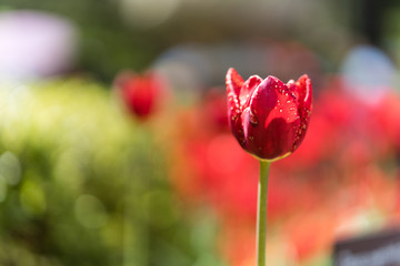 Fototapeta premium Floers