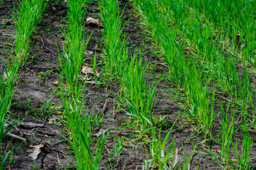Rows of young wheat on spring