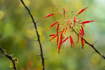 Nature