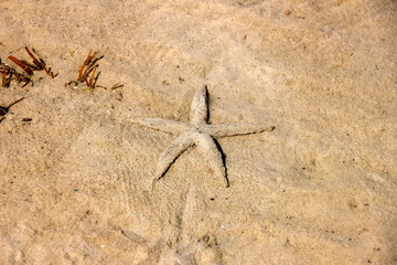 Seestern im klaren Wasser bei Ebbe am Strand - mit Sand bedeckt