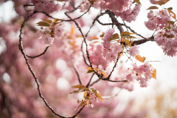 Cherry Blossom