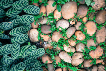 Green plant with leaves growing through the pebbles stone with copy space for background texture