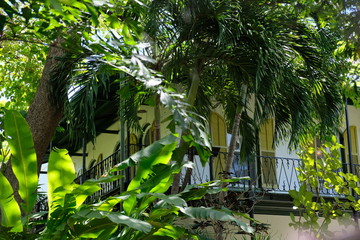 Hemingway with tropical garden