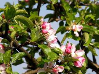 Apple blossom,