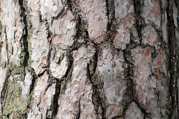 Tree bark texture. Pine. Natural background.