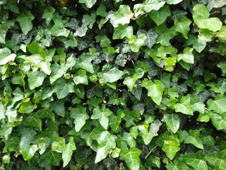 Hungarian nature photography