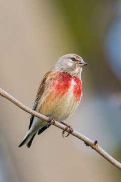 Common linnet on a branch looking in camera.