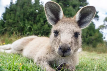 Keuken foto achterwand Kangoeroe Australische westelijke grijze kangoeroe close-up, Tasmanië, Australië