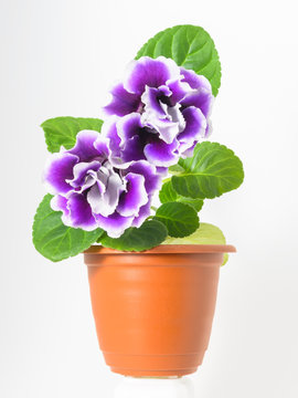 Fototapeta Isolated purple flower gloxinia in a brown pot.