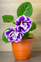 Purple flower gloxinia in a brown pot.