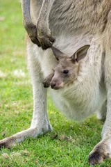 Crédence de cuisine en verre imprimé Kangourou Australian western grey kangaroo with baby in pouch, Tasmania, Australia