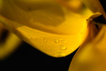 Close up of water drop on yellow tulip leaf
