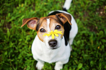 Jack russell terrier dog on the green background with yellow flower looking at camera. No hay and...