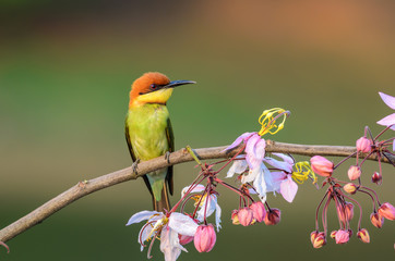 Chestnut-headed Bee-eater or Merops leschenaulti, beautiful bird on branch with colorful background.