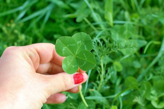 Four leaf clover in womens hand, symbol of good luck