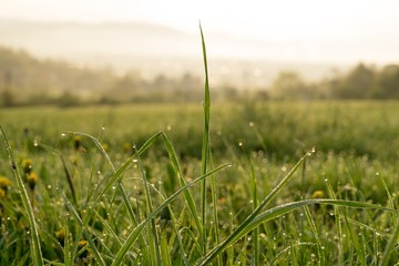 Water droplets from morning dew on the grass