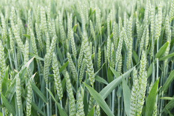 Green unripe wheat.