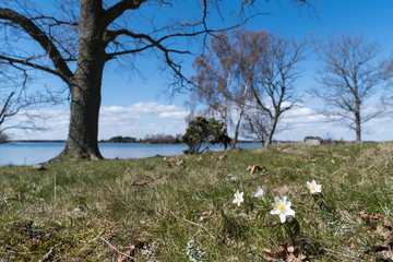 Windflowers in a coastal forest