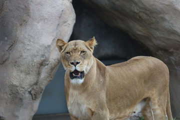 Fototapeta na wymiar lioness two