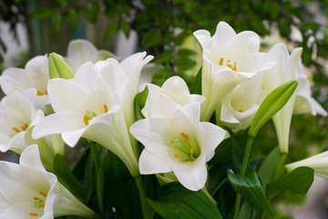 Fototapeta na wymiar white lilies