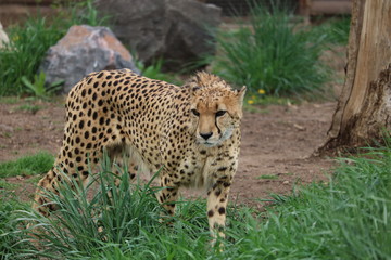 cheetah one