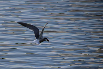 Fototapeta na wymiar Common Tern in flight with a fish caught in it's beak