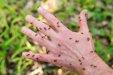 Red ants crawl on a man hand and bite her