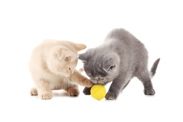 Ginger and grey kitten with ball isolated on a white