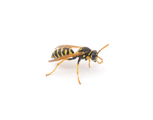 Small wasp.