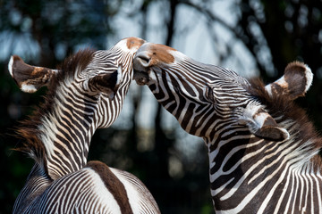 playing zebras