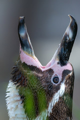 Magellanic penguin - Spheniscus magellanicus