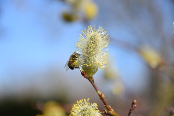 Biene an einer Blüte