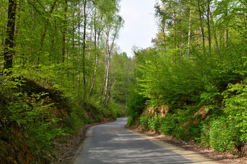 Fototapeta na wymiar droga przez las