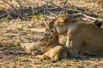 Stay Away from my Mother