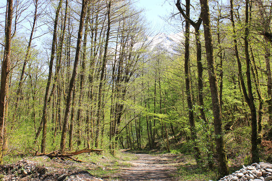Fototapeta Path in green mountain forest in spring.
