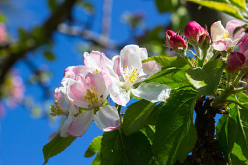 Obraz premium Apple Blossom, the perennial springtime favorite, taken on a beautiful spring afternoon in County Down in Northern Ireland
